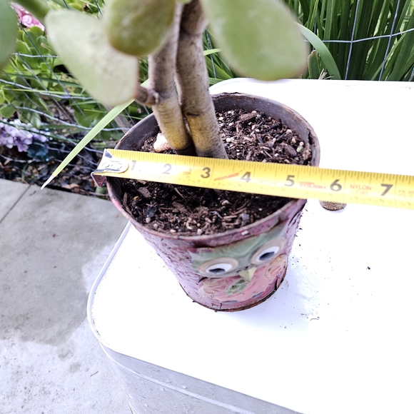 Ruby Jade Tree - Picture 4 of 7